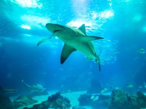 Kronologi WN AS Hilang di Laut Maluku-Potongan Tubuh Ditemukan di Perut Hiu Kronologi WN AS Hilang di Laut Maluku-Potongan Tubuh Ditemukan di Perut Hiu