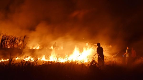 Lahan Tebu di Madiun Diduga Sengaja Dibakar