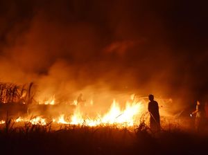 Lahan Tebu di Madiun Diduga Sengaja Dibakar