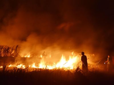 Lahan Tebu di Madiun Diduga Sengaja Dibakar