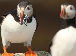 Cerita Puffin yang Menyelamatkan Burung Laut di Seluruh Dunia