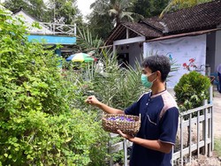 Usai Di-PHK, Pria Ini Sulap Bunga Telang Jadi Sabun hingga Teh