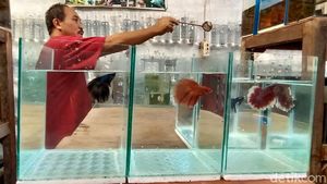 Ramainya Bisnis Ikan Cupang, Sehari Bisa Raup Rp 1 juta
