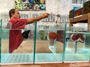 Ramainya Bisnis Ikan Cupang, Sehari Bisa Raup Rp 1 juta