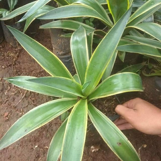 Siklok/shoope.co.id Tanaman siklok mudah dirawat dan tidak membutuhkan siraman air tiap pagi