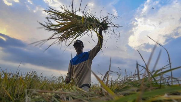 Stok Pangan Indonesia Aman hingga Akhir Tahun