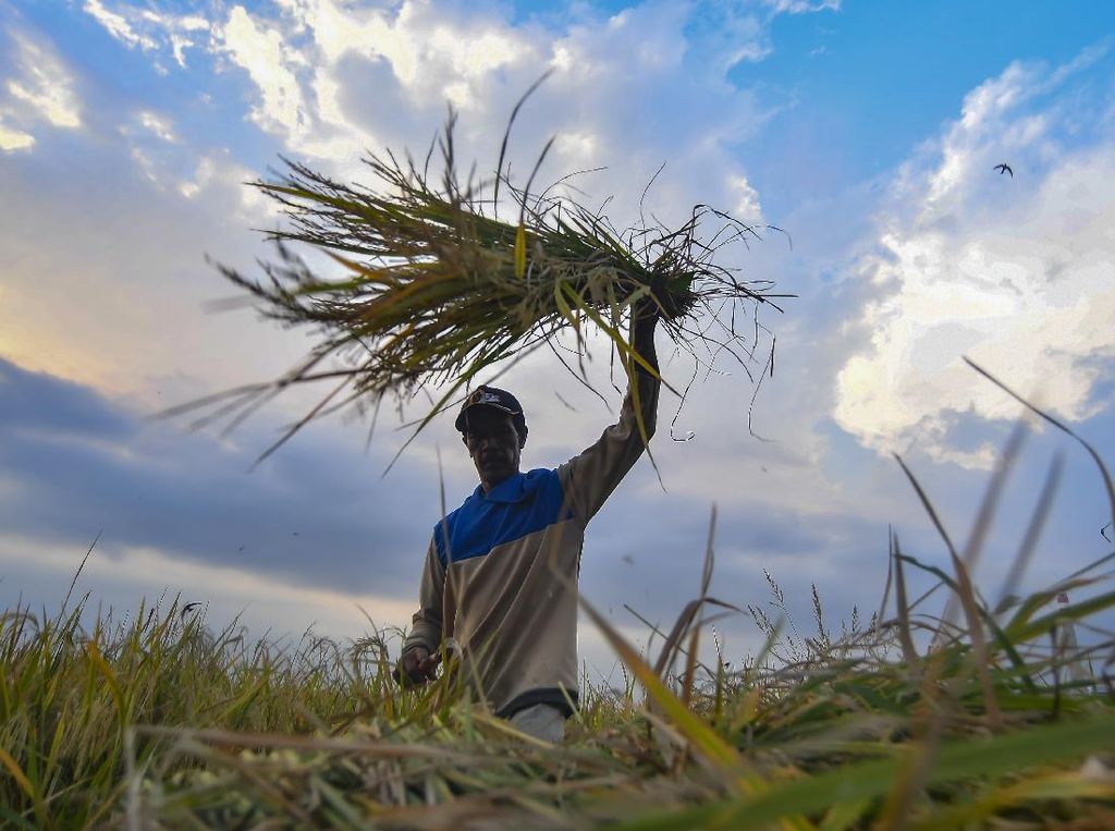 Ada Asuransi Gagal Panen Buat Petani, 80% Iuran Dibayarin Pemerintah Ada Asuransi Gagal Panen Buat Petani, 80% Iuran Dibayarin Pemerintah