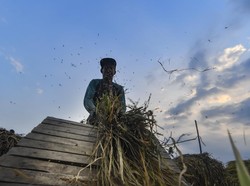 Jumlah Petani Turun Dibanding 2019, Solusinya Ada Regenerasi