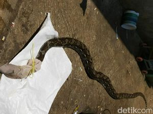 Ular Sanca Sepanjang 5 Meter Ditangkap di Purwakarta