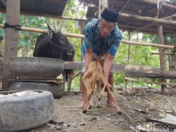 Unik! Anak Sapi di Sulbar Terlahir Berkaki Lima dan Berkelamin Ganda