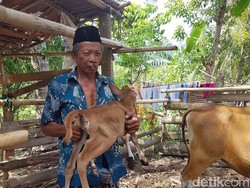 Unik, Anak Sapi Berkaki Lima dan Berkelamin Ganda di Polman