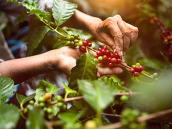 Pandemi Corona, Neraca Dagang Kopi Olahan Surplus US$ 211,05 Juta