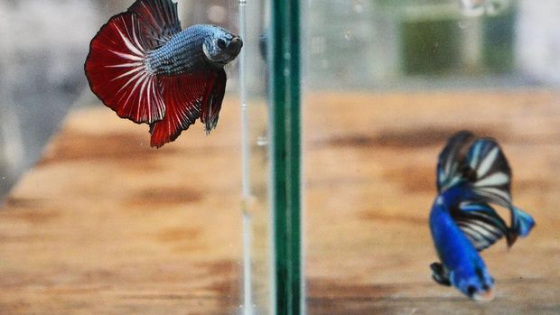 BUDIDAYA IKAN CUPANG Dua ikan cupang hias berada di dalam akuarium di Desa Kaliputu, Kudus, Jawa Tengah, Kamis (1/10/2020). Berbagai jenis ikan Cupang hias dibudidayakan di tempat itu dan saat pandemi COVID-19 penjualan naik drastis dari rata-rata 15 ekor per hari menjadi 50 ekor per hari dengan harga jual Rp5 ribu hingga Rp3 juta per ekor. ANTARA FOTO/Yusuf Nugroho/aww.