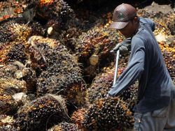 Harga Sawit Hari Ini di Sumut Mendadak Terjun Bebas!