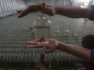 Betta, Si Primadona di Tengah Pandemi Betta, Si Primadona di Tengah Pandemi