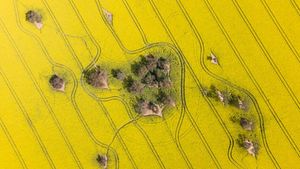 Indahnya Padang Bunga Bermekaran di Australia