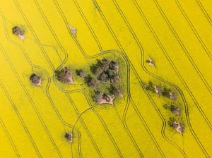 Indahnya Padang Bunga Bermekaran di Australia