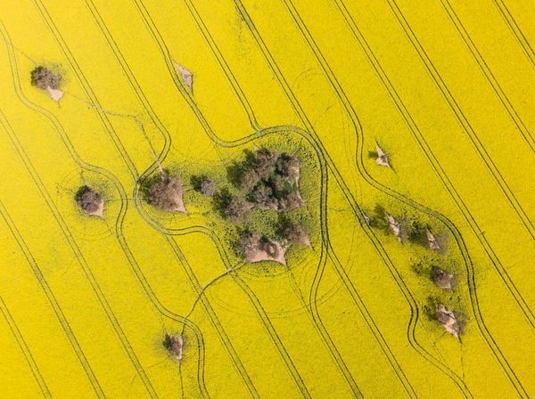 Indahnya Padang Bunga Bermekaran di Australia