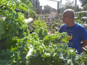 Raup Jutaan Rupiah dari Jual Hidroponik Online Saat Pandemi