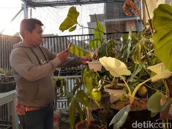 Berkat Marketplace, Tanaman Hias Fauzi Keliling Indonesia