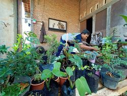 Jualan Online Tanaman Hias Dapat Cuan Saat Pandemi