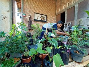 Jualan Online Tanaman Hias Dapat Cuan Saat Pandemi