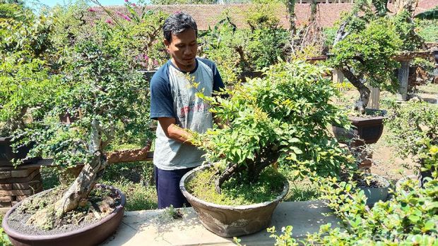 Jualan Online Tanaman Hias - Kudus