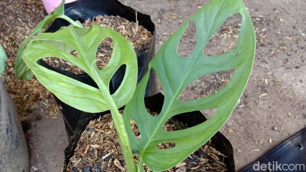 Jualan Online Tanaman Hias - Kudus