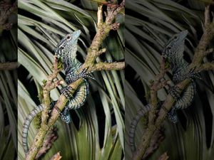 Kadal Langka, Badannya Nyaris Ekor Semua