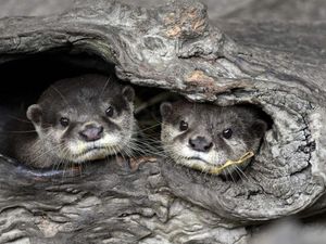 Foto: Bayi-Bayi Hewan Menggemaskan di Kebun Binatang Taipei Foto: Bayi-Bayi Hewan Menggemaskan di Kebun Binatang Taipei