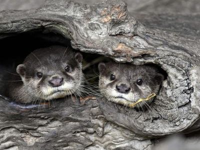 Foto: Bayi-Bayi Hewan Menggemaskan di Kebun Binatang Taipei