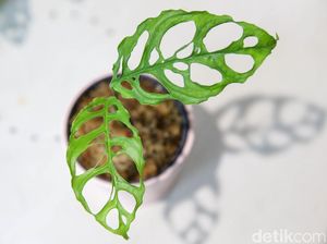 Mau Buka Usaha Tanaman Hias? Janda Bolong Cs Paling Laku Mau Buka Usaha Tanaman Hias? Janda Bolong Cs Paling Laku