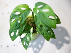 Monstera Disebut Si Janda Bolong, Ini Asal Mulanya