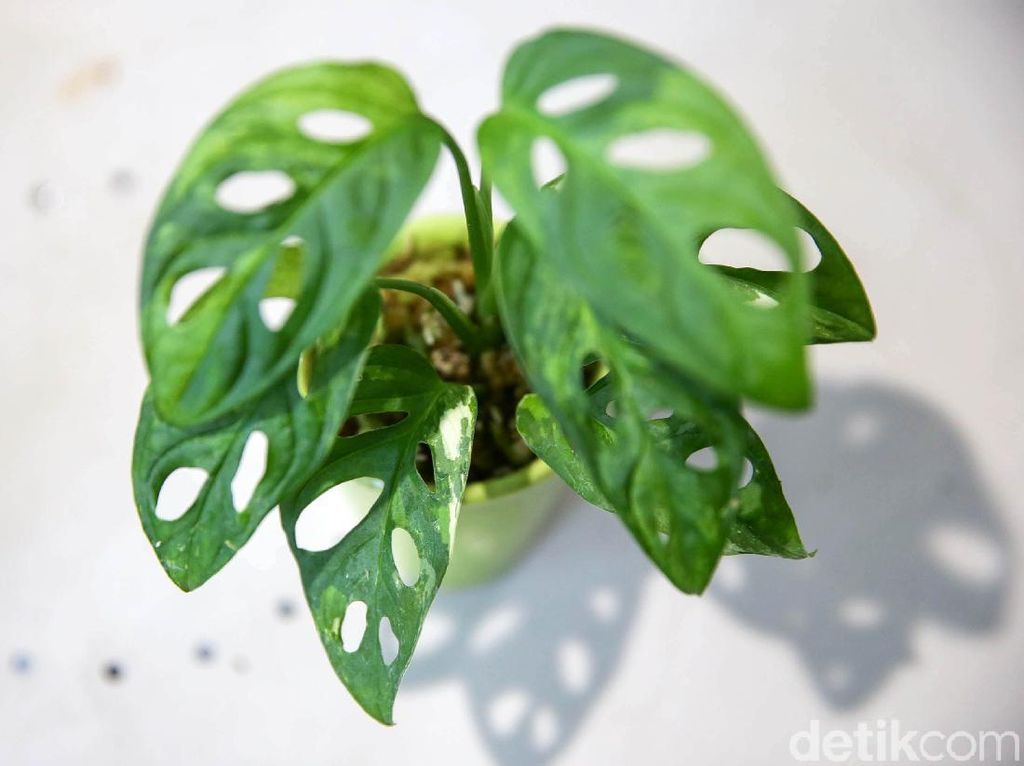 Monstera Disebut Si Janda Bolong, Ini Asal Mulanya Monstera Disebut Si Janda Bolong, Ini Asal Mulanya