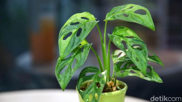 Potret Aneka Tanaman Hias Cantik yang Populer Saat Ini