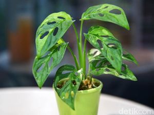 Potret Aneka Tanaman Hias Cantik yang Populer Saat Ini