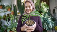 Mengenal Janda Bolong yang Harganya Fantastis