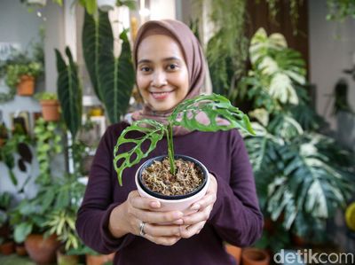 Mengenal Janda Bolong yang Harganya Fantastis