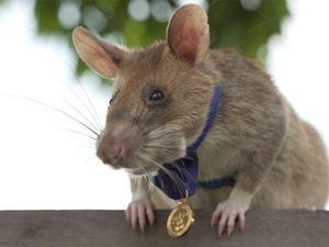 Gemas! Tikus Pahlawan Diberi Medali