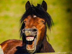 Foto-foto Hewan Paling Lucu: dari Kelinci Si Ratu Sensasi Sampai Kuda Tertawa