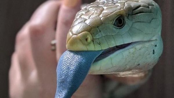 Karena Evolusi Penampilan Hewan Ini Mencengangkan