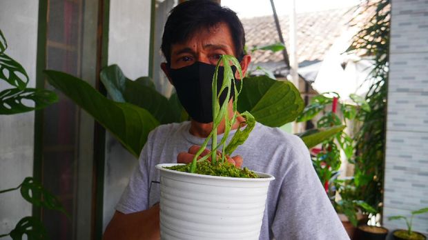 Jualan Online Tanaman Hias - Bandung Jualan Online Tanaman Hias - Bandung