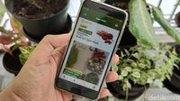 Aneka Peluang Usaha Berkebun Dibantu Teknologi Digital