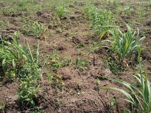 Kementan Dorong Budi Daya Serai Wangi di Brebes Tetap Produktif Kementan Dorong Budi Daya Serai Wangi di Brebes Tetap Produktif