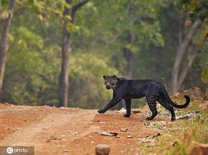 Penampakan Macan Tutul Hitam yang Sangat Langka