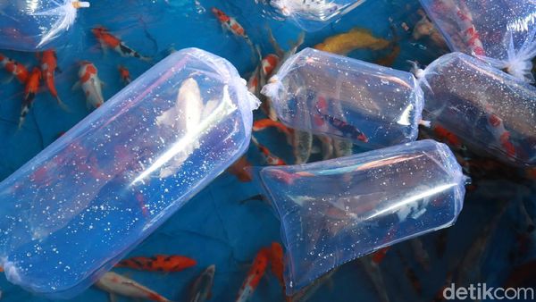 Semaraknya Kontes Ikan Koi di Bandung