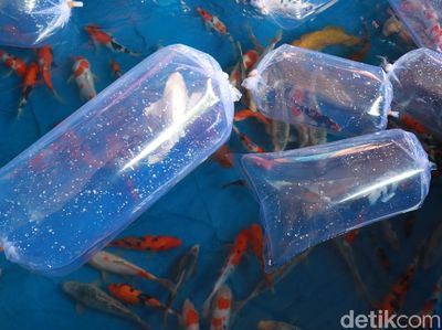 Semaraknya Kontes Ikan Koi di Bandung