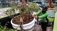 Perawatan Taman Bundaran HI