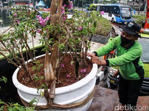 Perawatan Taman Bundaran HI