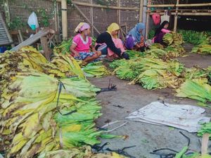 Dihantam Corona, Harga Jual Tembakau Rajangan Klaten Anjlok